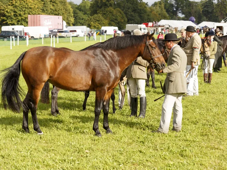 The Romsey Show