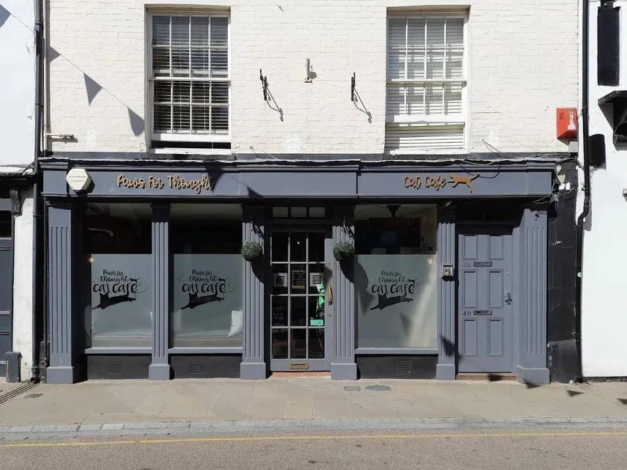 Paws for Thought Cat Cafe: Romsey’s Rescue-Focused Retreat