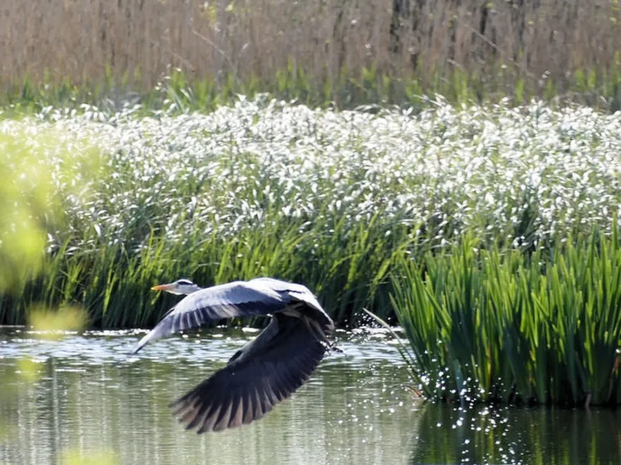 Grey heron in flight at Fishlake Meadows Nature Reserve