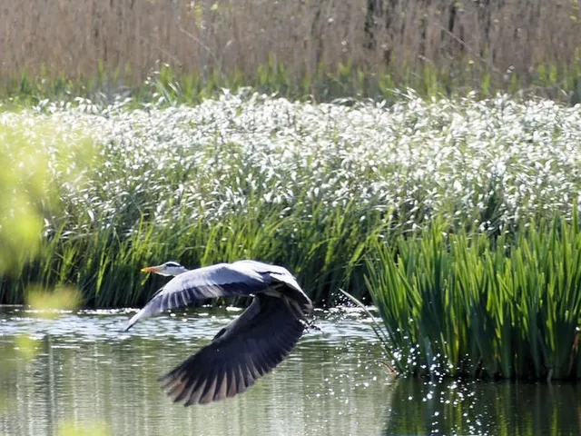 Grey heron in flight at Fishlake Meadows Nature Reserve