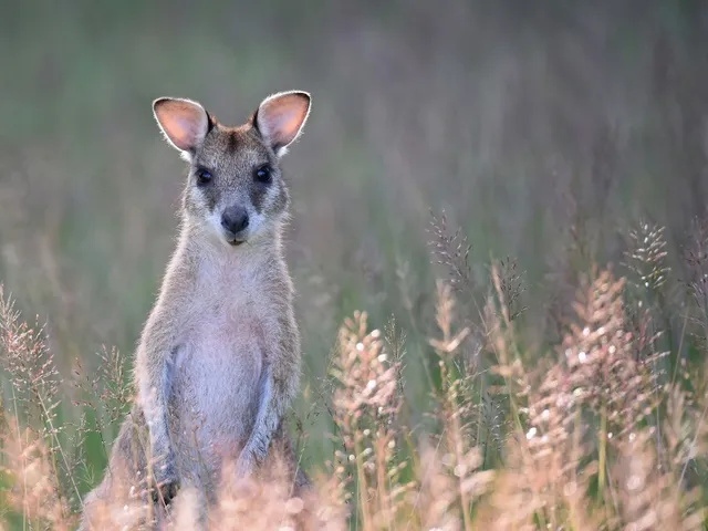 A wallaby in a grassy setting typical of rare-breed farm collections