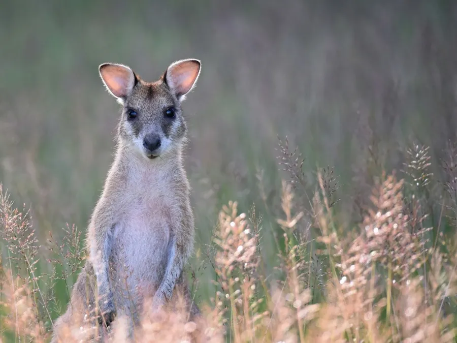 A wallaby in a grassy setting typical of rare-breed farm collections
